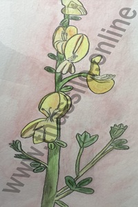 Orchideen